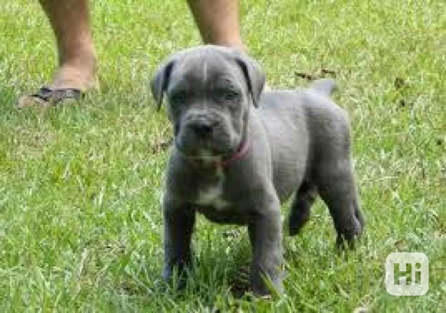 Prodám krásná štěňata cane corso Prodám krásná štěňata cane  - foto 1