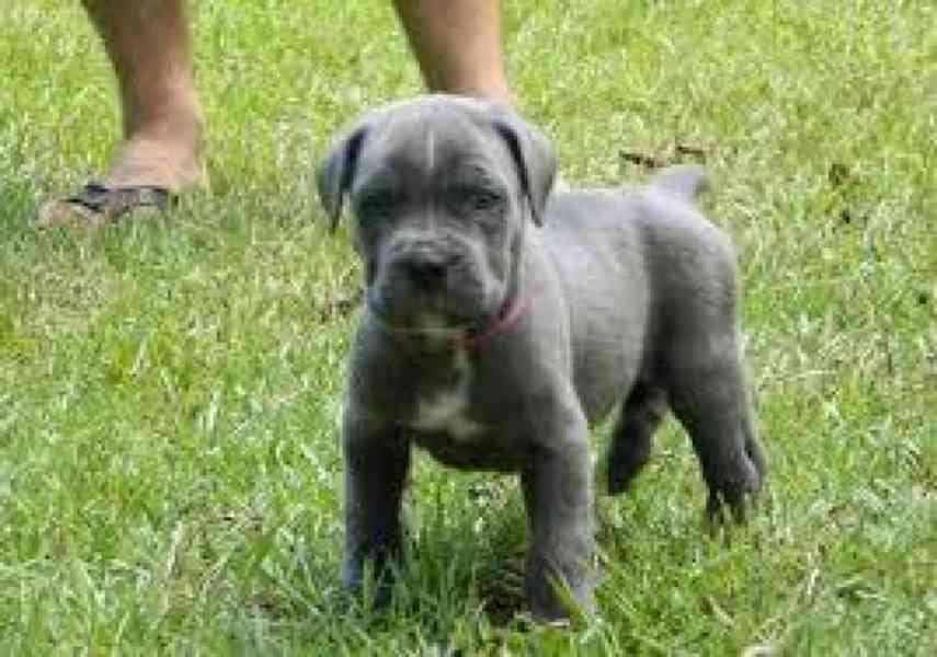 Prodám krásná štěňata cane corso Prodám krásná štěňata cane  - foto 1