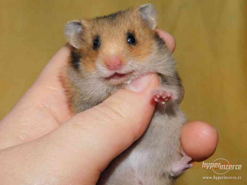 Křeček syrský - mláďátka na mazlení - foto 1