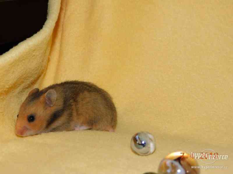 Křeček syrský - mláďátka na mazlení - foto 2