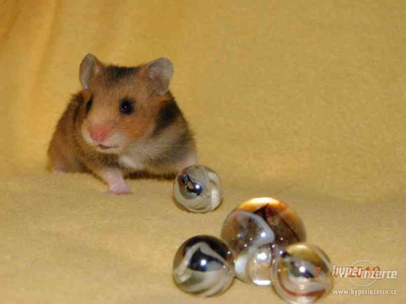 Křeček syrský - mláďátka na mazlení - foto 3