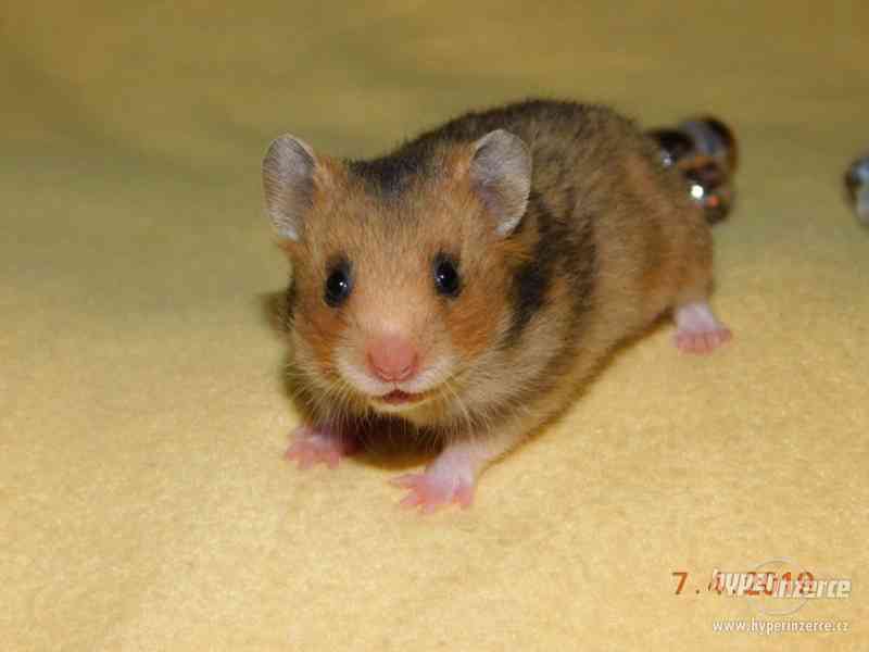 Křeček syrský - mláďátka na mazlení - foto 4