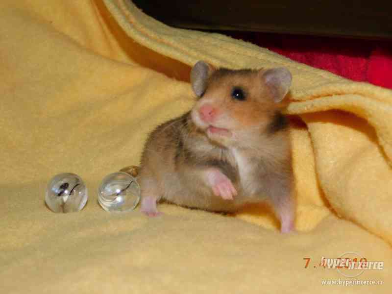 Křeček syrský - mláďátka na mazlení - foto 5