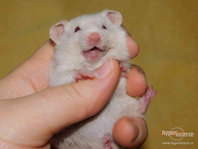 Křeček syrský - mláďátka na mazlení - foto 6