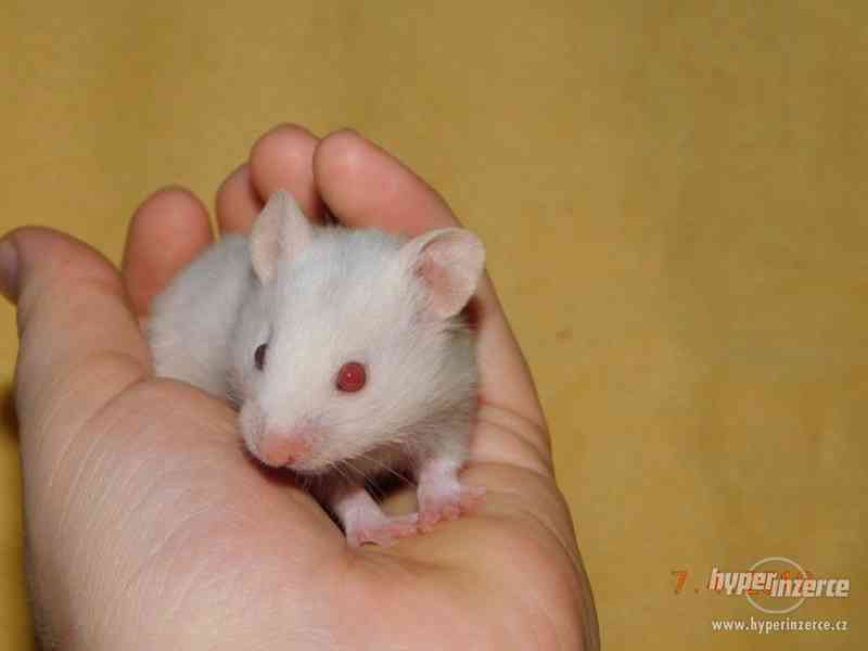 Křeček syrský - mláďátka na mazlení - foto 7