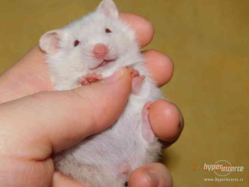 Křeček syrský - mláďátka na mazlení - foto 8