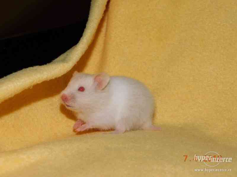 Křeček syrský - mláďátka na mazlení - foto 9