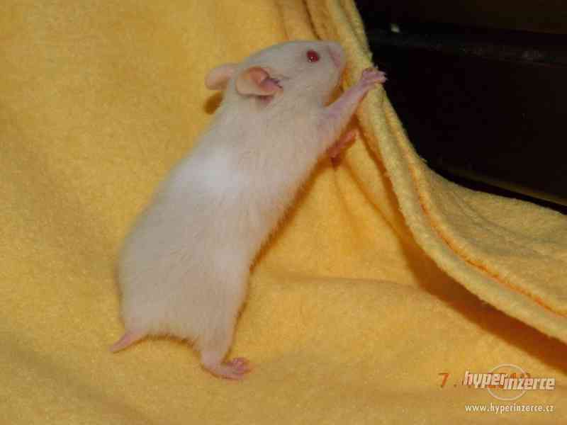 Křeček syrský - mláďátka na mazlení - foto 10