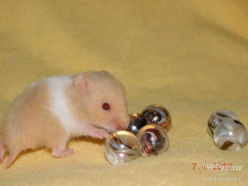 Křeček syrský - mláďátka na mazlení - foto 11