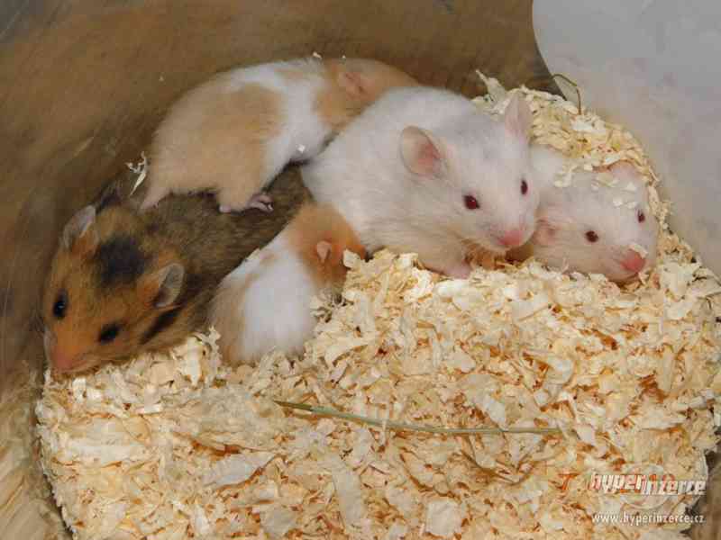 Křeček syrský - mláďátka na mazlení - foto 13