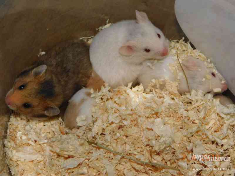 Křeček syrský - mláďátka na mazlení - foto 14