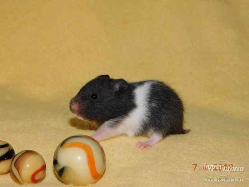 Křeček syrský - mláďátka na mazlení - foto 15