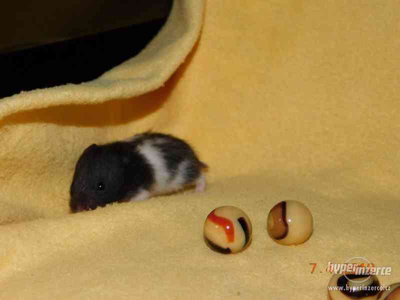 Křeček syrský - mláďátka na mazlení - foto 16