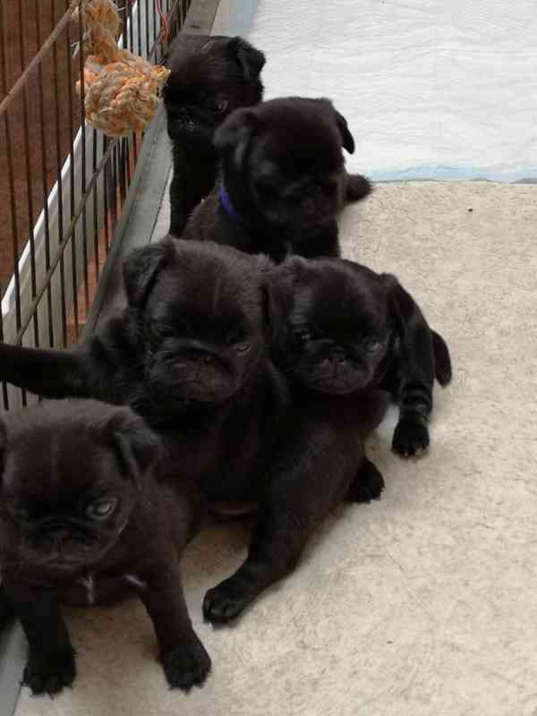 Štěňata Mops jsou k adopci