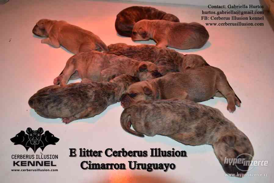 Uruguayský Cimarron (cimarron uruguayo) s PP - foto 4