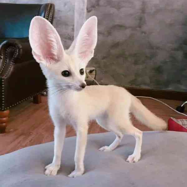 Špičková fennec liška  - foto 1