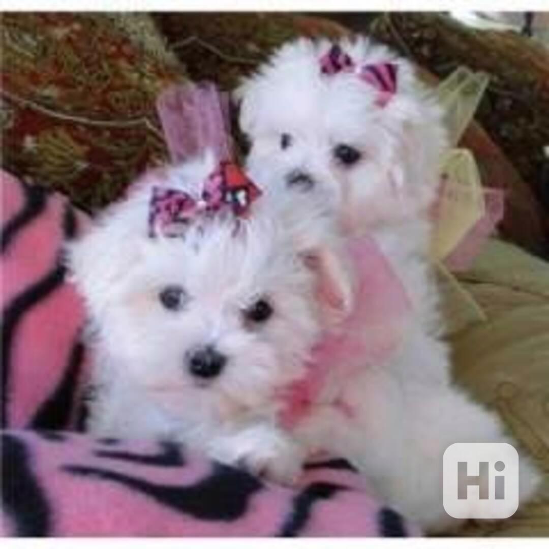 Naléhavá adopce maltézáka - foto 1
