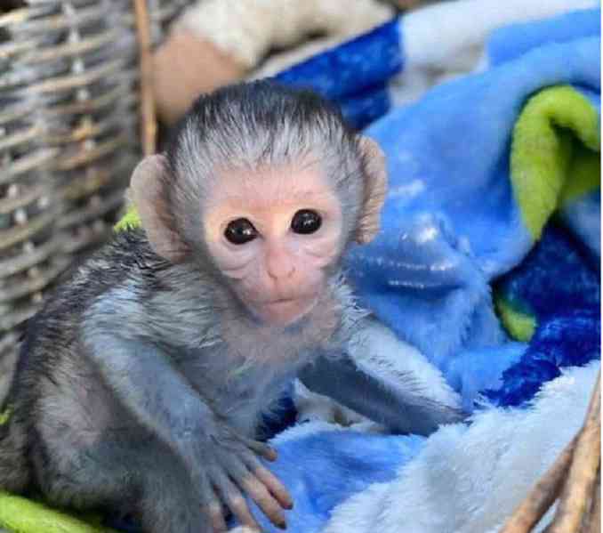 Nádherná mláďata kapucínských opic - foto 1