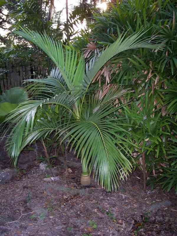 naklíčená semena palma Archontophoenix alexandrae