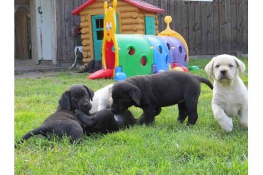   Štěňátka Labradorský retrívr s pp - foto 2