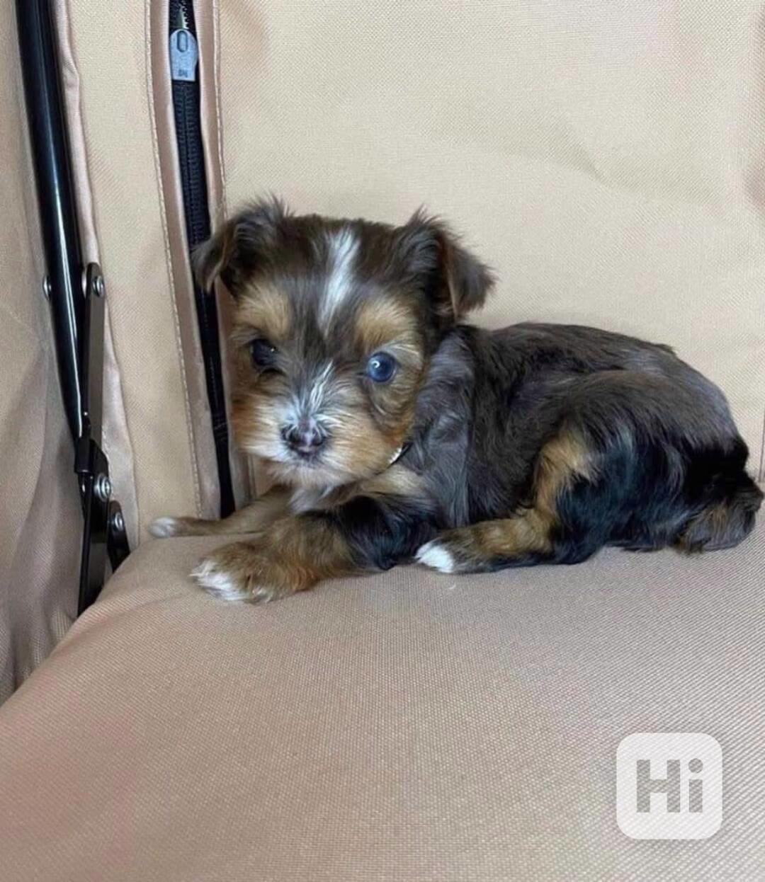 Seznamte se s našimi rozkošnými štěňátky jorkšírského teriér - foto 1