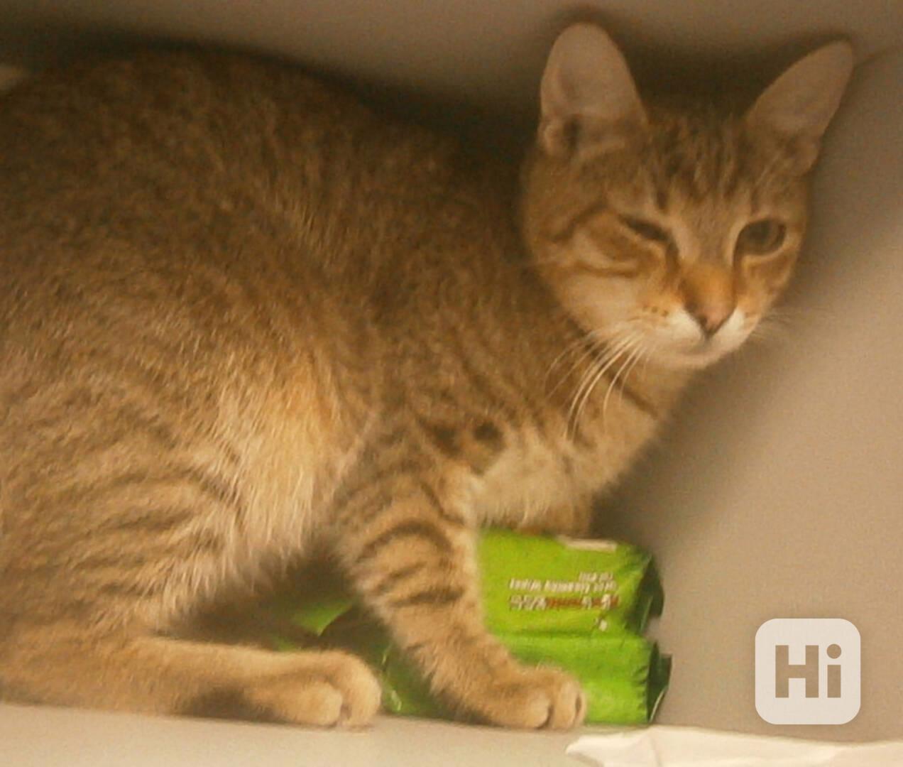 Mazlivý, pohodový, mourovaný 5,5měsíční kocourek Merlin - foto 1