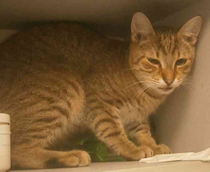 Mazlivý, pohodový, mourovaný 5,5měsíční kocourek Merlin - foto 4