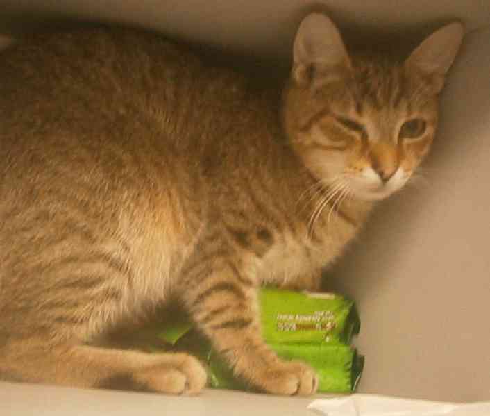 Mazlivý, pohodový, mourovaný 5,5měsíční kocourek Merlin - foto 3