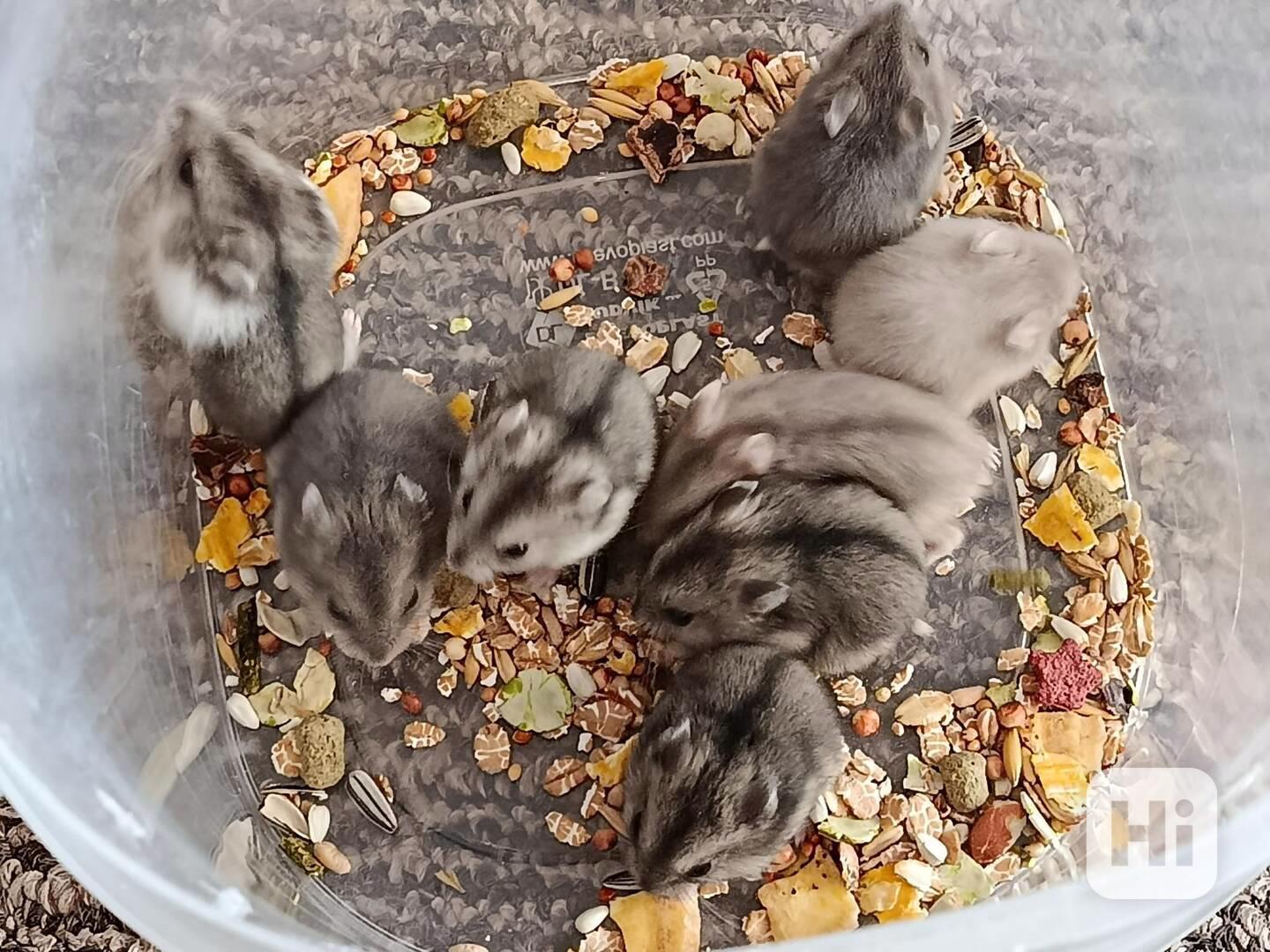 Křečík džungarský - foto 1