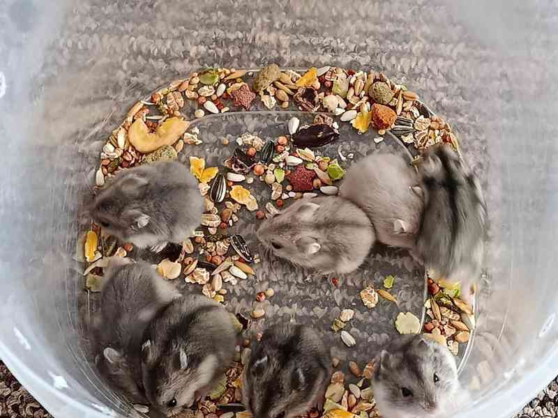 Křečík džungarský - foto 2