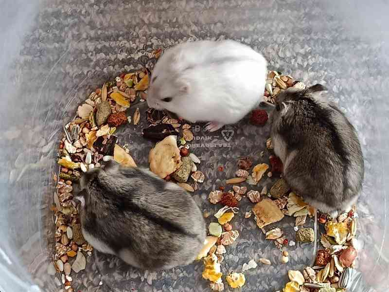 Křečík džungarský - foto 3