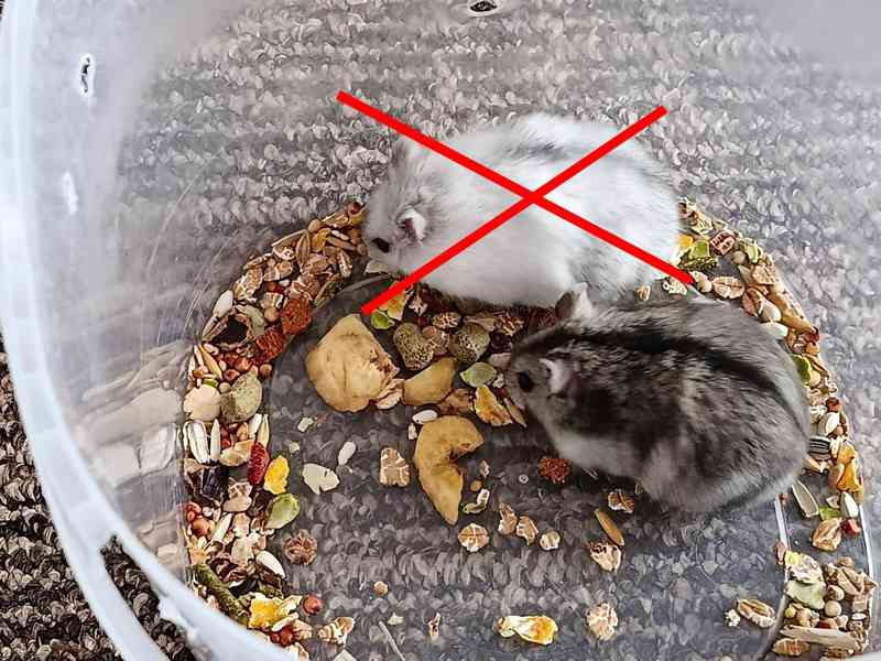 Křečík džungarský - foto 5