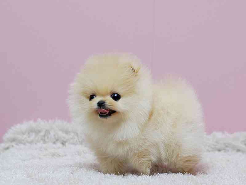 Prodám štěňátka německý špic trpasličí (pomeranian) - foto 1