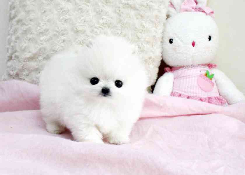 Prodám štěňátka německý špic trpasličí (pomeranian) - foto 3