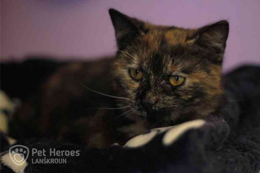 Fiona ❤ kočičí princeznička ❤ - foto 3