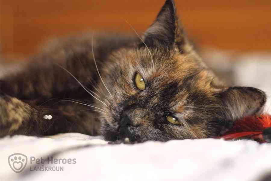 Fiona ❤ kočičí princeznička ❤ - foto 5