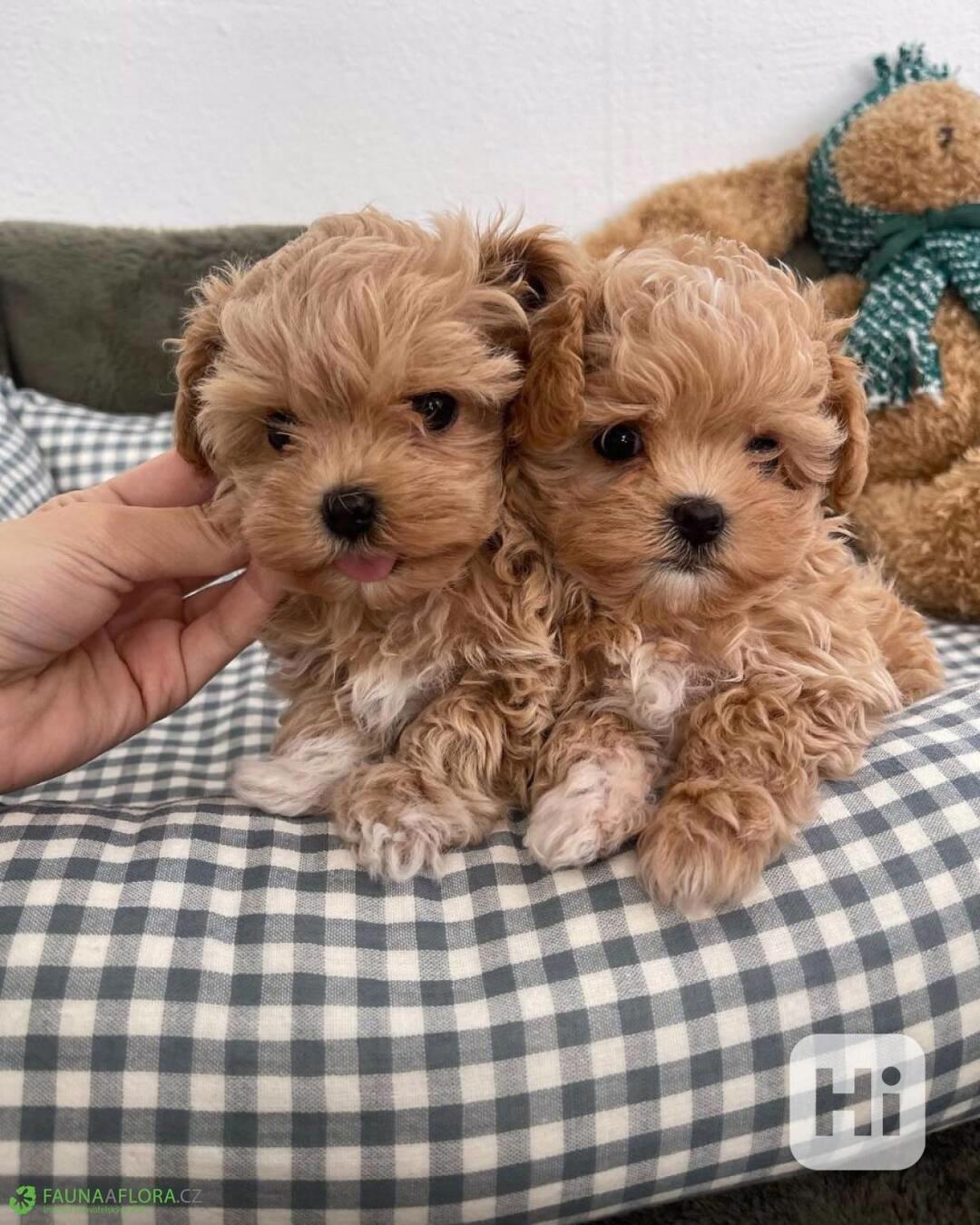 Krásná štěňátka pejska a fenky Maltipoo - foto 1