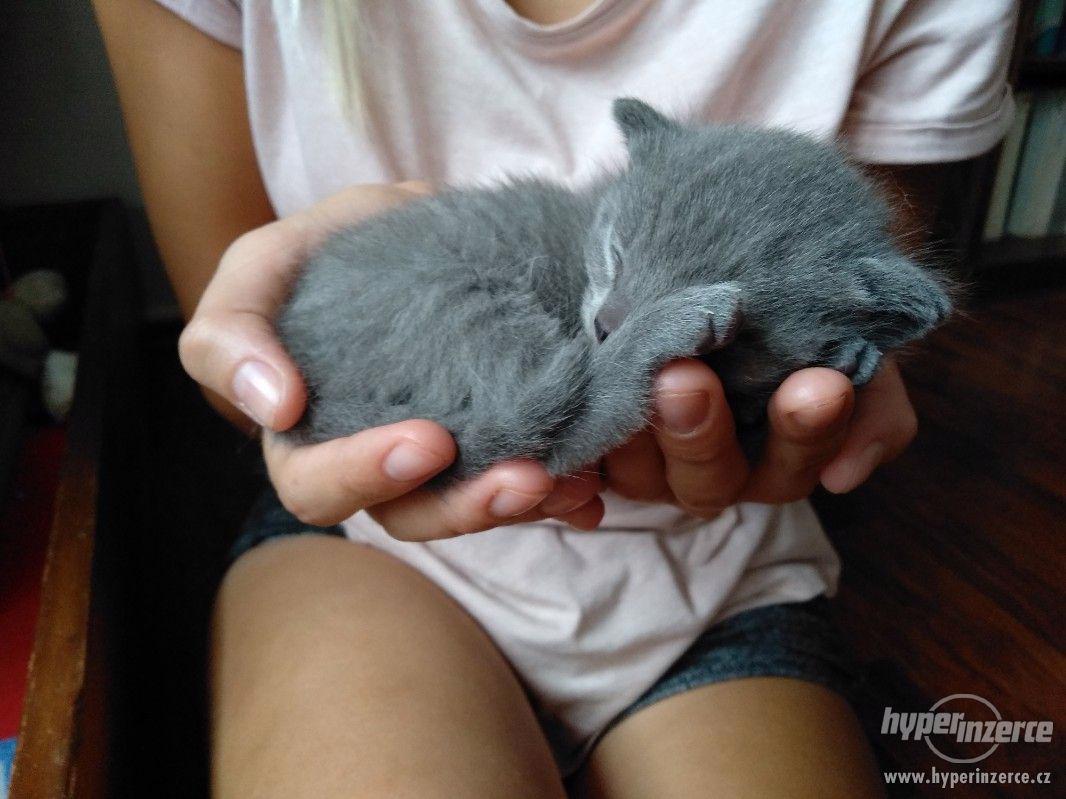 Koťátka Kartouzské modré s PP - foto 1