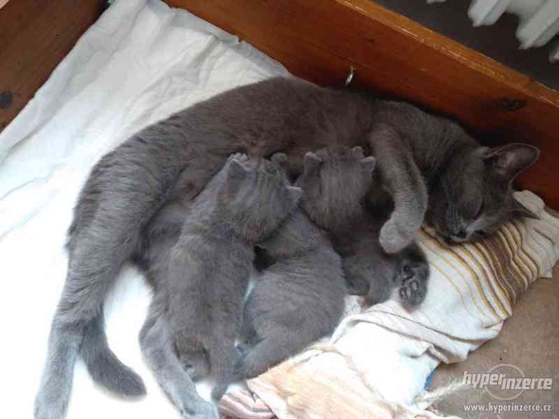 Koťátka Kartouzské modré s PP - foto 2