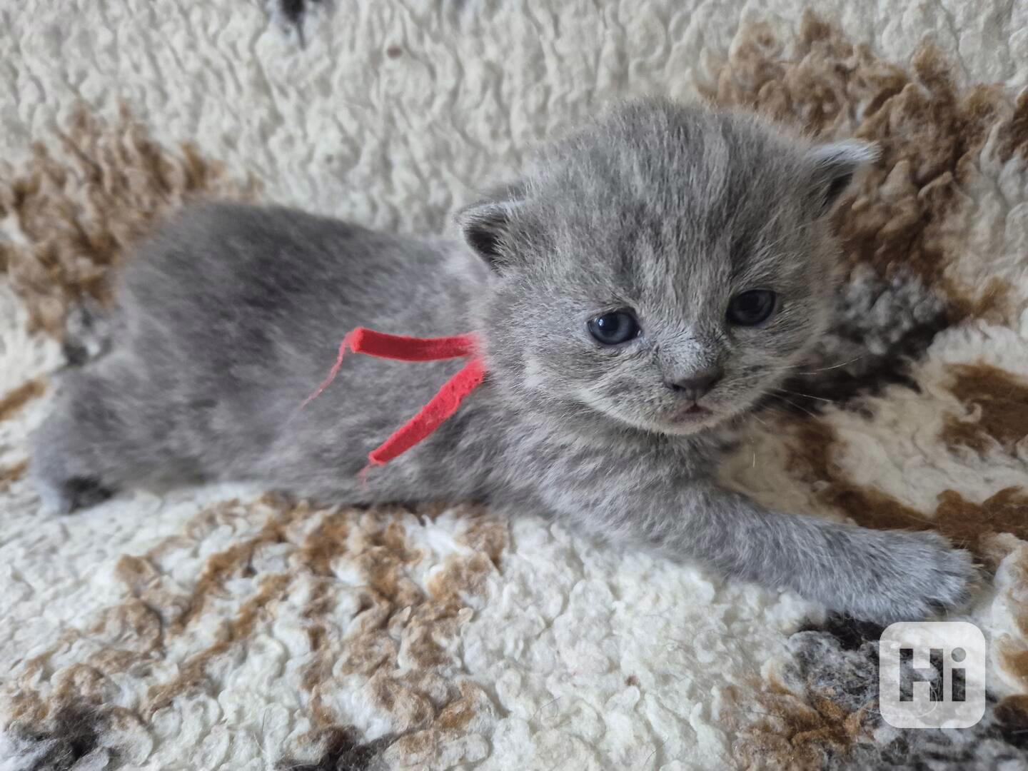 Britská modrá koťátka s PP - foto 1