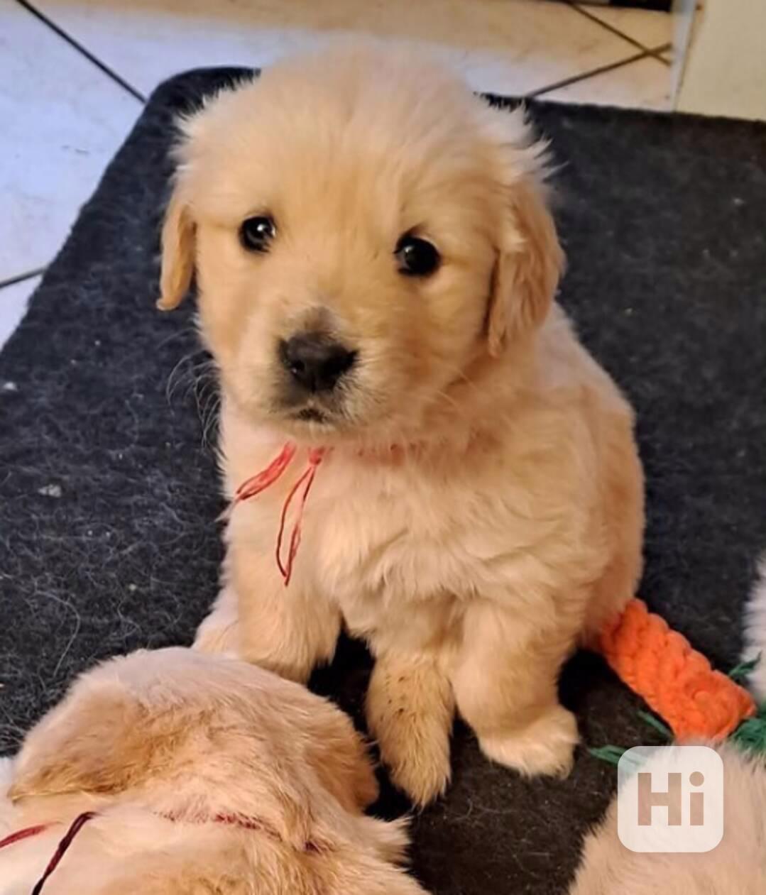 Štěňata zlatého retrívra k dispozici - foto 1