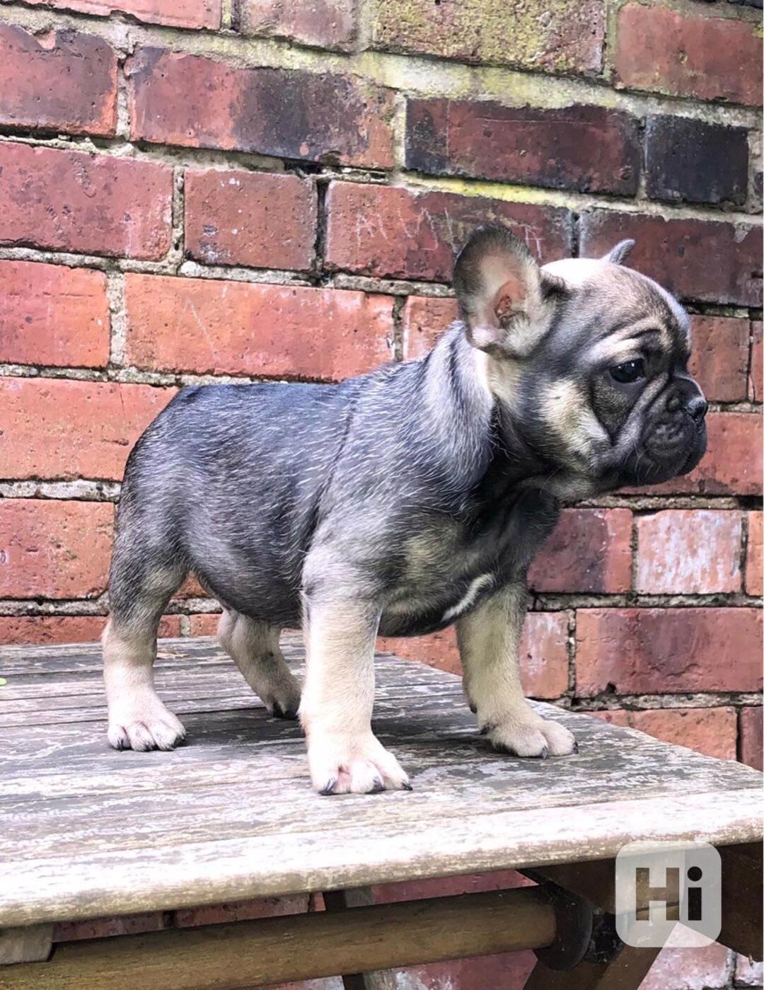 Štěňata francouzského buldočka - foto 1