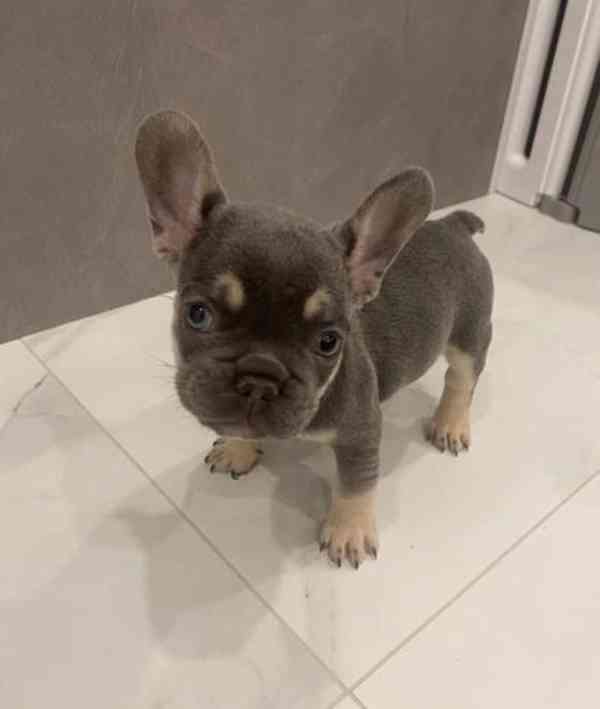 Štěňata francouzského buldočka - foto 2