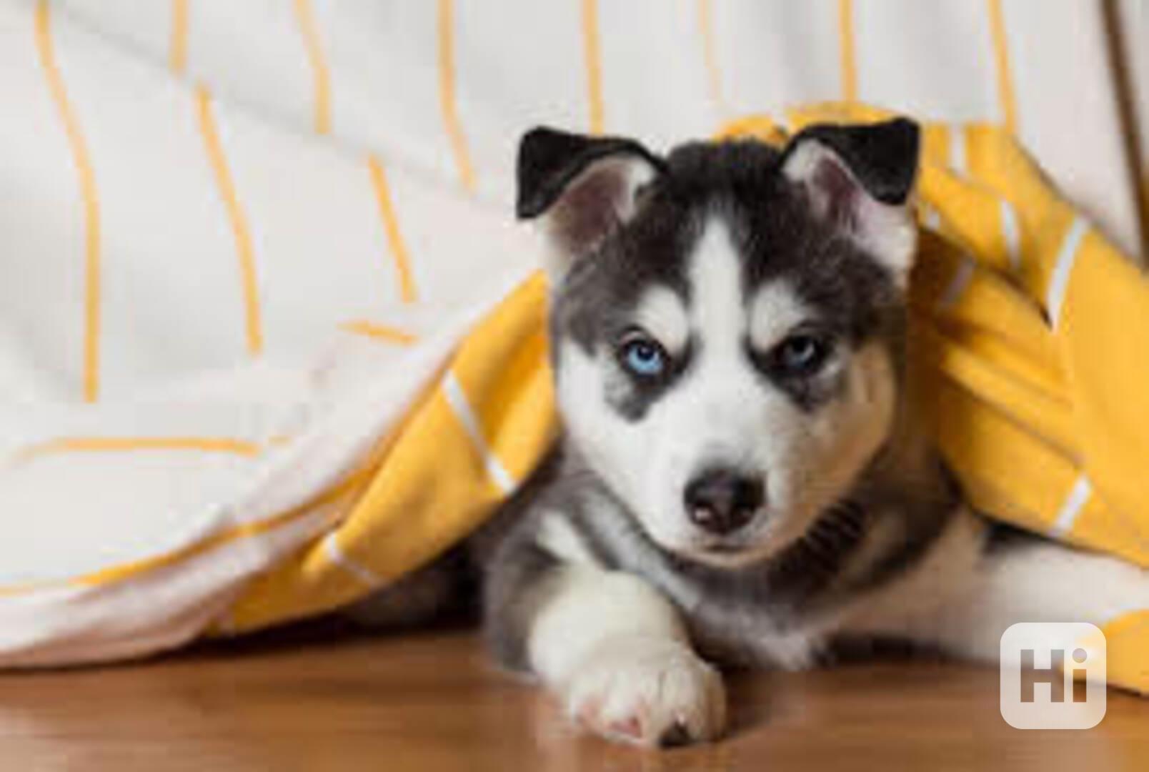 Nádherná štěňátka sibiřského huskyho - foto 1