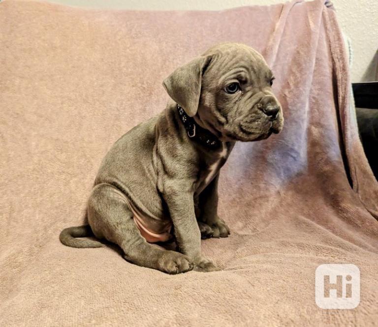 Cane Corso štěňátka - bez PP  - foto 1