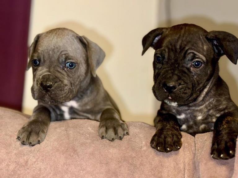 Cane Corso štěňátka - bez PP  - foto 10