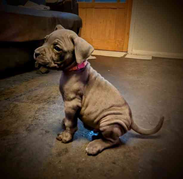 Cane Corso štěňátka - bez PP  - foto 8