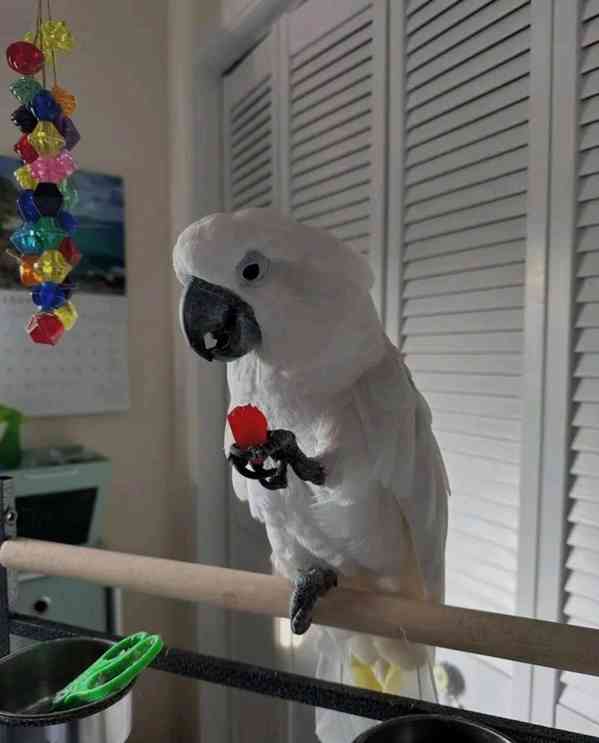 Krásní papoušci kakadu připraveni na svůj nový milující domo - foto 4