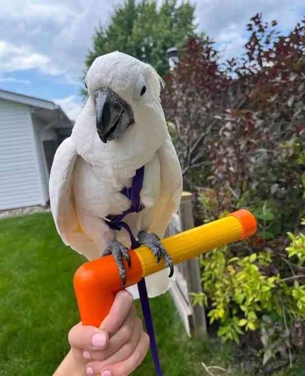 Krásní papoušci kakadu připraveni na svůj nový milující domo - foto 3