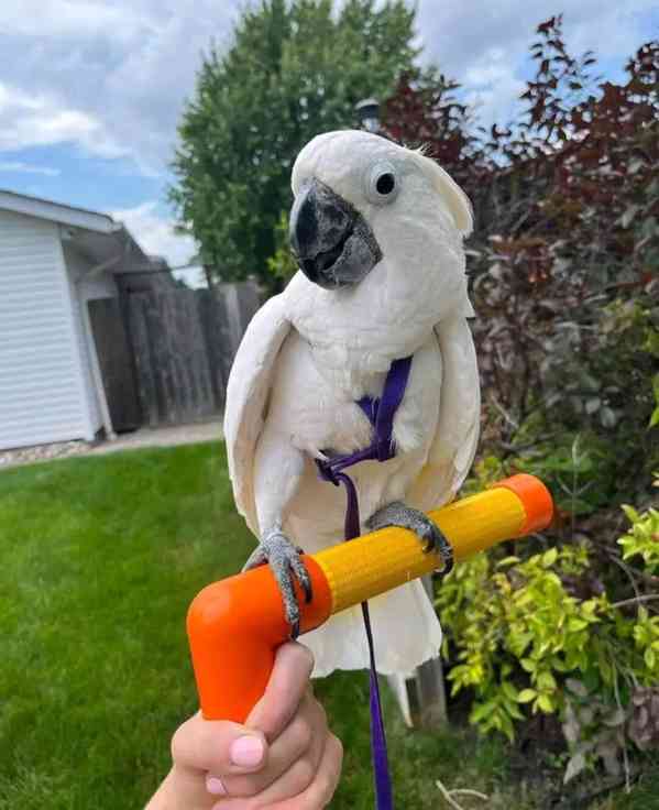 Krásní papoušci kakadu připraveni na svůj nový milující domo - foto 2